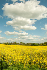 Obraz premium Beautiful yellow canola crops in a summertime field in the English countryside.