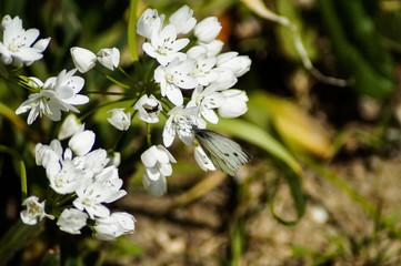 Farfalla bianca sui fiori dell'aglio selvatico