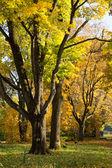 Autumn landscape. Yellow leaves