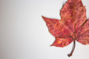Close up red autumn maple leaves on white background, copy space