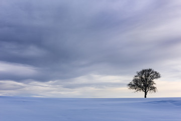 Dramatic Sky and Single Tree in Snow