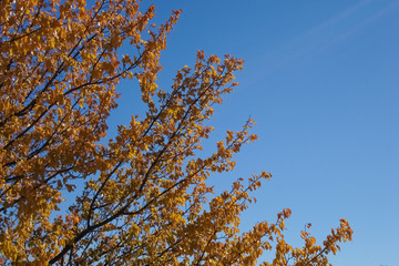 Branches of a tree with yellow leaves and clear blue sky, in autumn.