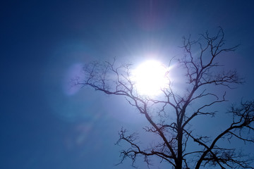 Tree branches under the heat sun.