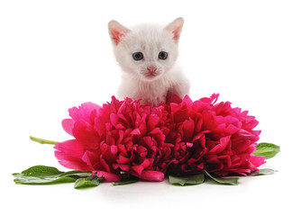 Red peonies and white cat.
