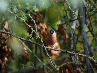 Male bullfinch (Pyrrhula pyrrhula)