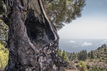Alter Baum nach einem Waldbrand mit Ausblick auf den Atlantik auf La Palma/Kanaren 