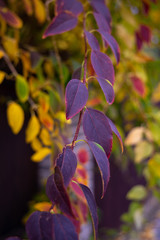 Small branch with purple leafs