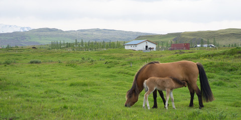 Islandpferde (Stute mit Hengst-Fohlen) auf saftig grünen Wiesen im Süden Islands