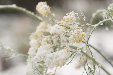 Close up of flower covered with ice and snow