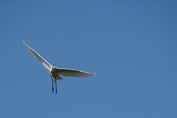 Flying Great Egret