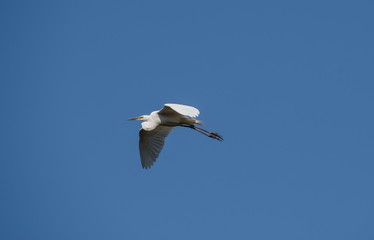 Obraz premium Great Egret in the sky