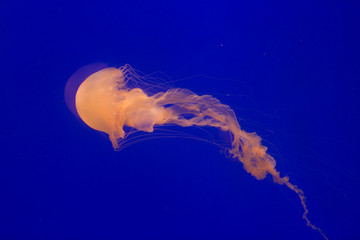 blue jellyfish