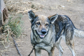 Guard dog on a chain leash on a backyard of a village house