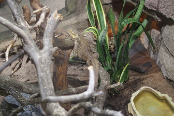 Little lizard on a branch basks in the sun 