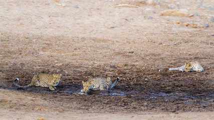 Leopard in Kruger National park, South Africa