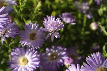 Obraz premium the latest flower autumn Russia