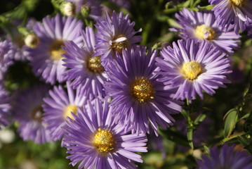 Obraz premium the latest flower autumn Russia