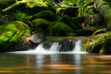 Obraz na płótnie Canvas mountain water stream flowing in green forest