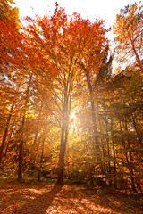 Herbstlandschaft im Wald bei Sonnenaufgang