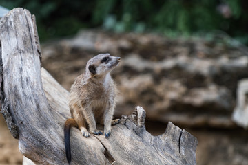 Erdmännchen sitzt auf einem Baumstamm mit Blick nach rechts