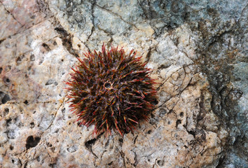 Sea urchin on stone