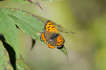Obraz premium Lycaena Phlaeas