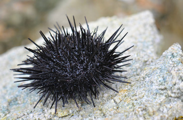Sea urchin on stone