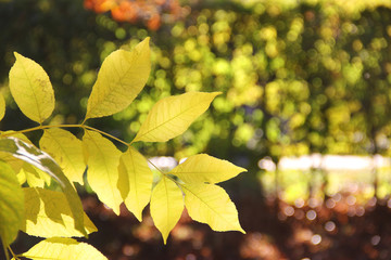 Autumn. Tree leaves