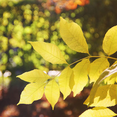 Autumn. Tree leaves