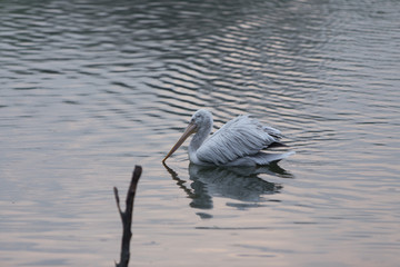 great pelican at a lake