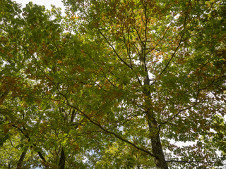 Houppier en dôme de chênes de la forêt de Montpensier dans l'Allier 