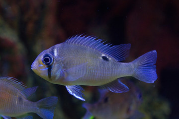 fish in aquarium