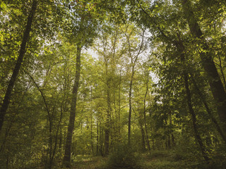 Fototapeta premium Les chênes centenaires de la forêt de Montpensier, site naturel de Serbannes dans l'Allier.