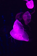 Obraz premium jellyfish