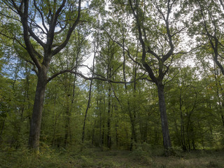 Hauts chênes aux branches horizontales et tortueuses, aux troncs droits de la forêt de Montpensier dans l'Allier 