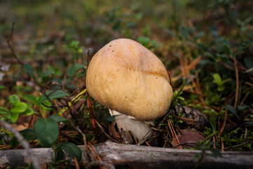 Edible young mushroom Rozites caperatus close up growing in a forest
