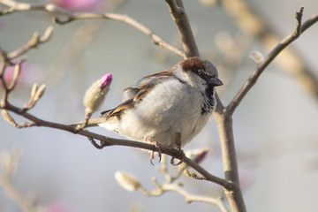 sparrow wróbel ptak wiosna