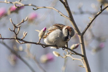 sparrow wróbel ptak wiosna