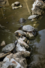 Fototapeta na wymiar Turtles on stone in pool