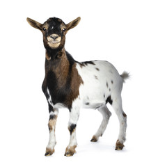 Cute smiling white, brown and black spotted pygmy goat standing side ways with closed mouth, looking straight at camera isolated on white background