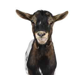 Head shot of funny white, brown and black spotted pygmy goat front view, looking straight at camera isolated on white background. Mouth a little open and showing tongue.