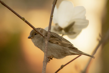 sparrow wróbel ptak