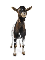 Fototapeta premium Cute white, brown and black spotted pygmy goat standing front view with closed mouth, looking straight ahead isolated on white background