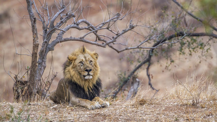 African lion in Kruger National park, South Africa