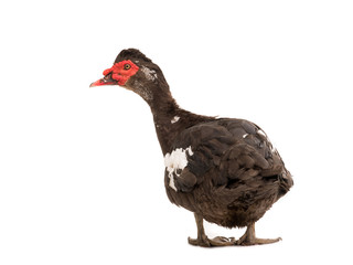 Muscovy duck isolated