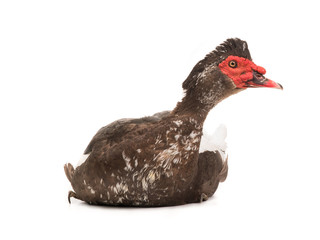 Muscovy duck isolated