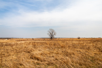 tree in the field