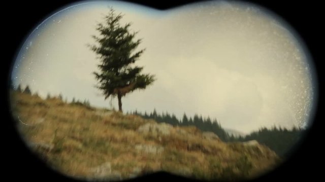 Pine tree seen through binoculars.