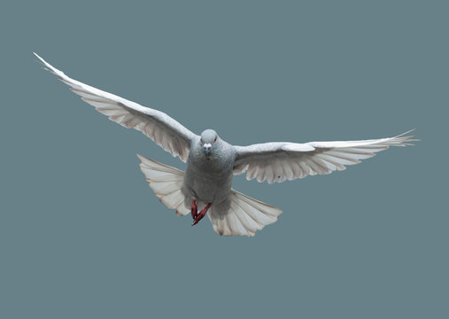 Flying dove in flight