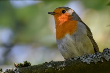 Fototapeta premium Robin (redbreast) on a tree branch